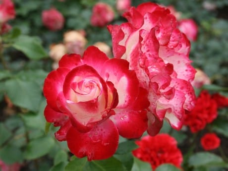 Rosengarten Zweibrücken