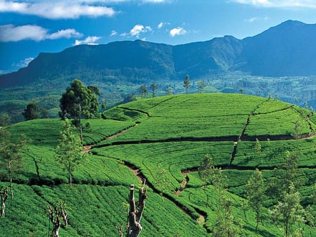 Teeplantagen im Hochland von Sri Lanka