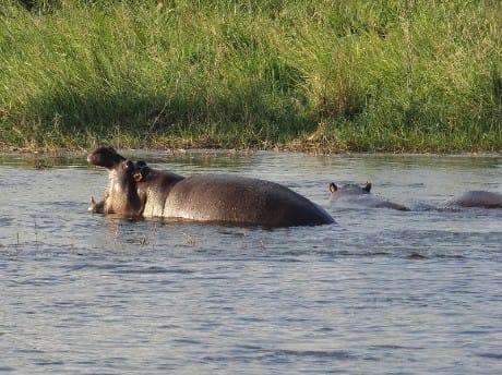 Nilpferd im Etosha