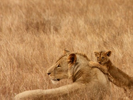Löwen in Kenia