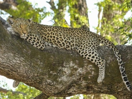 Wilder Leopard