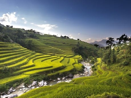 Grüne Reisterassen im Norden