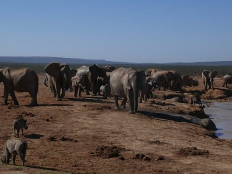 Elefantenfamilie im Addo