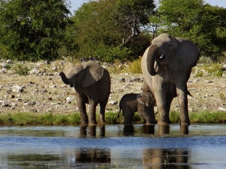 Chobe Elefanten am Fluss