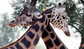 Safari-Erlebnis im Kruger Park zum Verlieben 