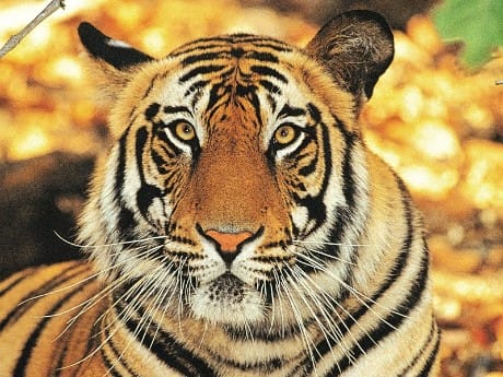 Tiger, Ranthambhore Nationalpark