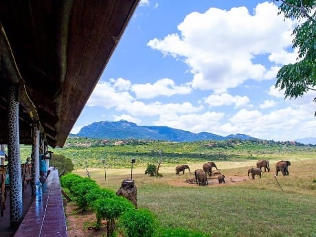 Kenia, Ngulia Safari Lodge - Elefanten