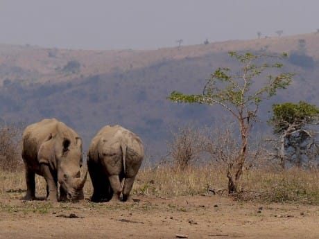 Hluhluwe Nashörner