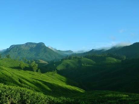 Munnar Teeplantage
