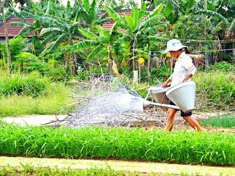 Tra Que, das Gemüsedorf