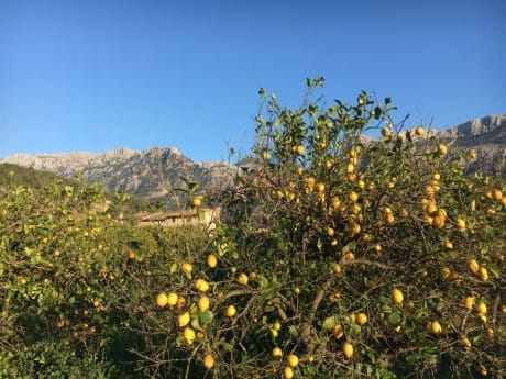 Mallorca Zitronenbaum Berge