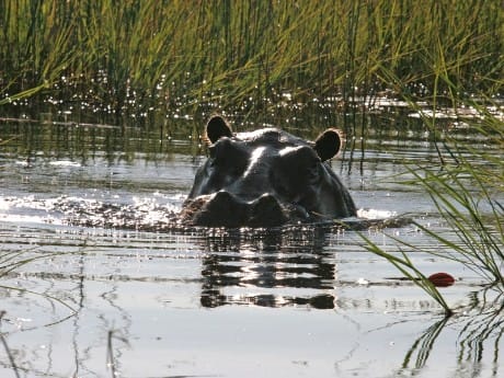 Nilpferd im Okavango Delta