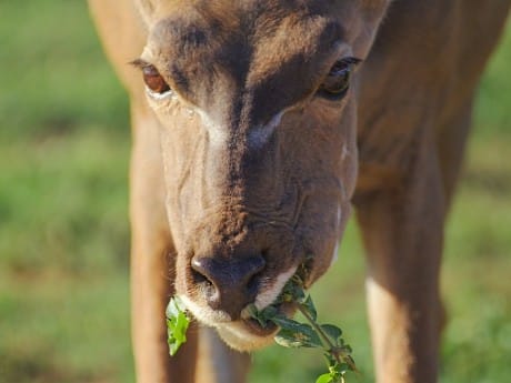 Nahaufnahme Antilope, Addo