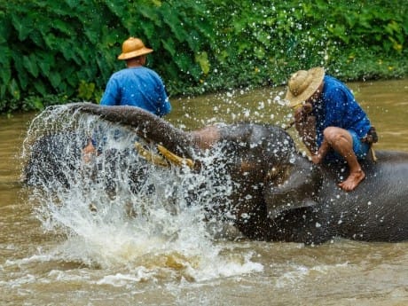 Thai Elephant Care Center