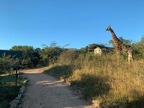 Giraffe in der Ndhula Lodge