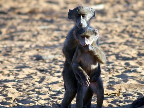 Äffchen im Etosha