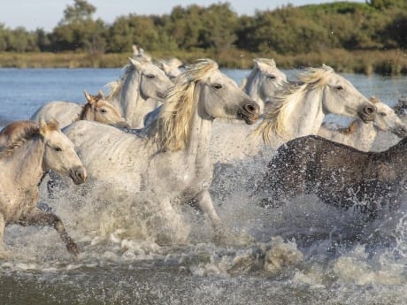 Pferde in der Camargue