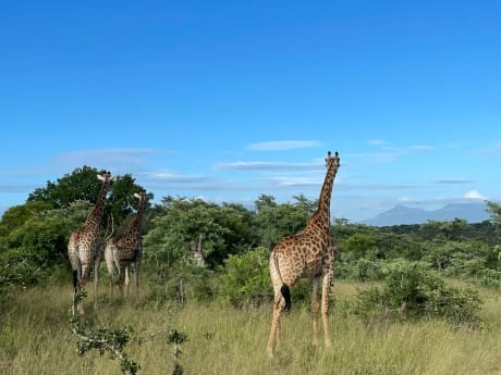 Giraffen in Thornybush