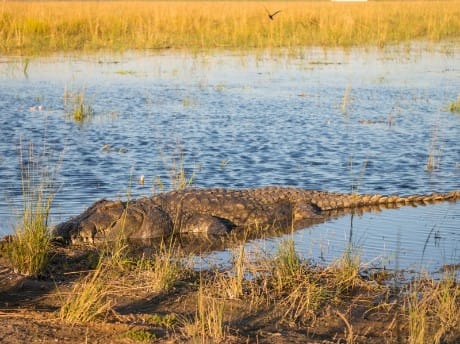 Krokodil im Chobe Nationalpark