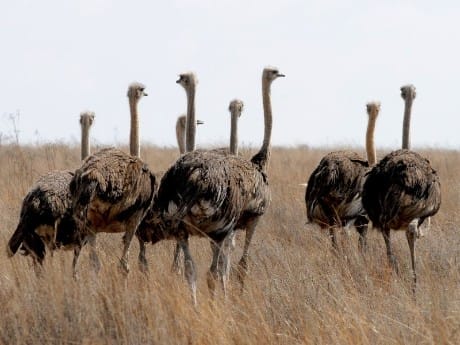 Traumhafte Garden Route & Kap-Halbinsel erleben