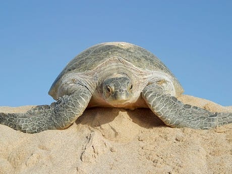 Badeverlängerung Salalah