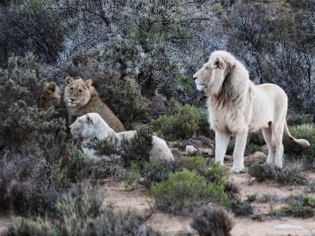 Sanbona Wildlife Reserve, lions