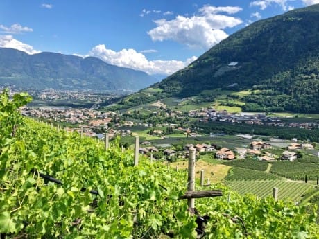 Meraner Land, Weinreben