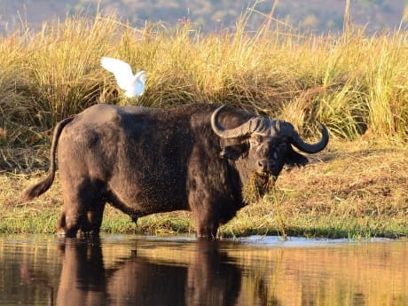 Büffel im Chobe