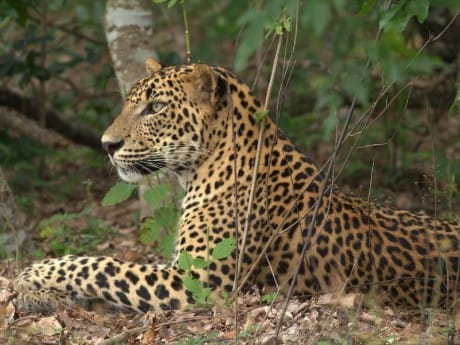 Wilpattu Nationalpark