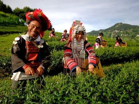 Chiang Rai Tea