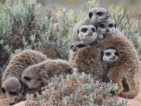 suedafrika-natur-safari-erdmännchen