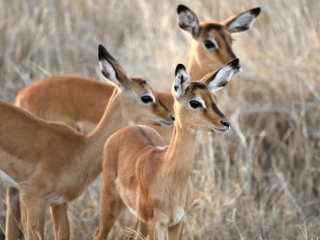 Kenia - Safari Impalas