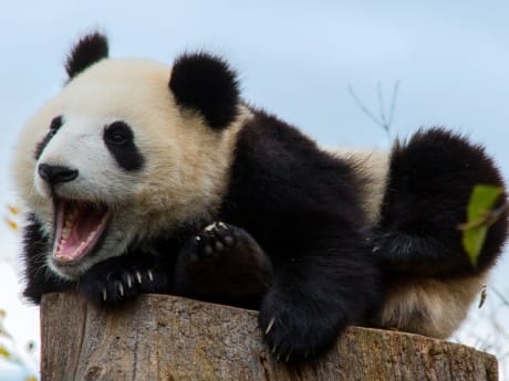 Pandabär in Chengdu