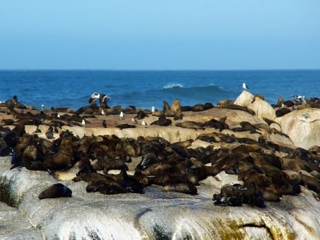 Seelöwen in Plettenberg Bay