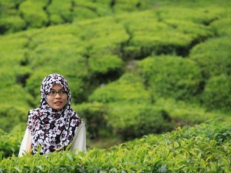 Frau in Teeplantage, Cameron Highlands