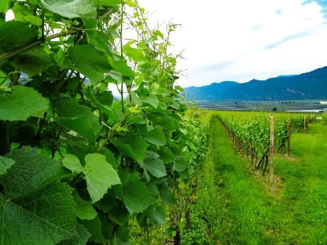 Venetien, Weinberge