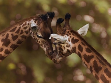 Schmusende Giraffen, Kruger
