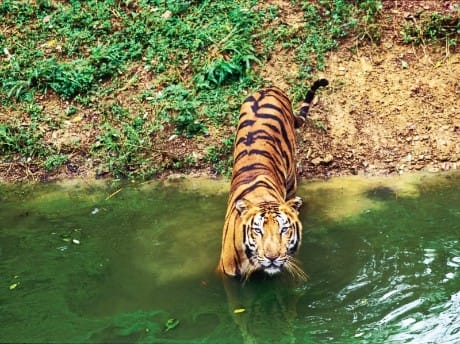 Tiger, Ranthambhore Nationalpark