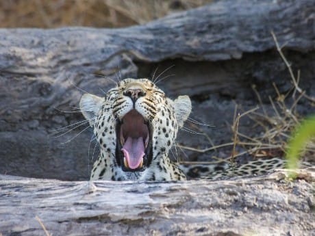 Gähnender Leopard im Okavango