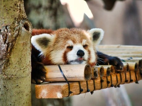 Schlafender kleiner Panda
