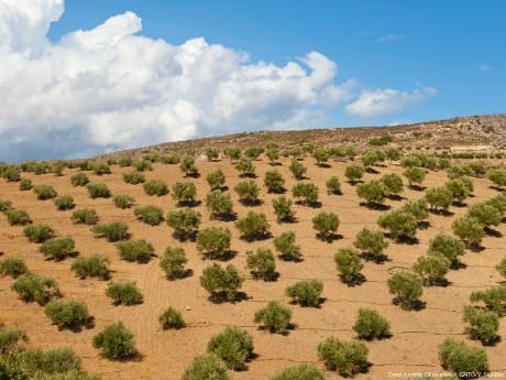 griechenland-kreta-lasithi-olive trees