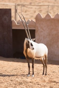 Oman 1000 Nights Camp Oryx