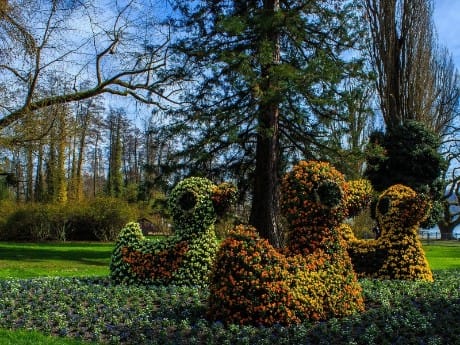 Blumen-Enten, Mainau, Bodensee