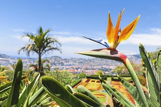 Verlängerung Madeira Singlereise