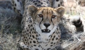 Tiere im Etosha & Waterberg Plateau Nationalpark deluxe