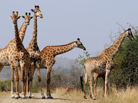 Giraffen im Hluhluwe NP