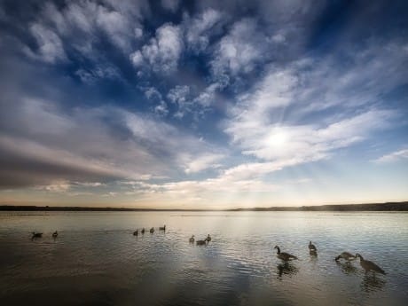 Gänse am Starnberger See