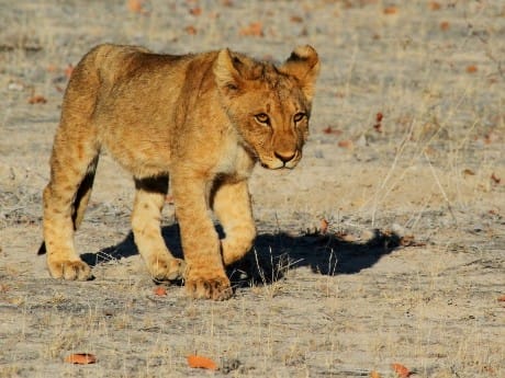Löwenbaby im Etosha