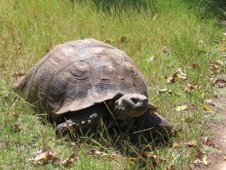 featherbed-nature-reserve-turtle