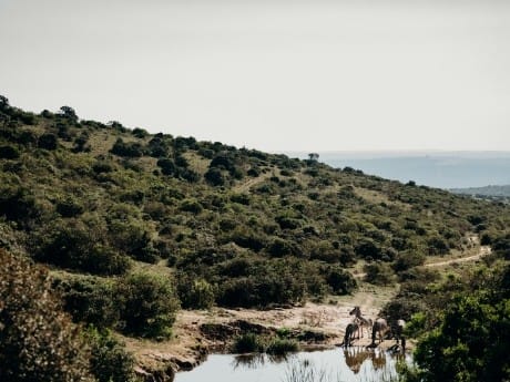 Amakhala Game Reserve